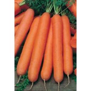Стелла F1 - морковь, Агри Заатен фото, цена